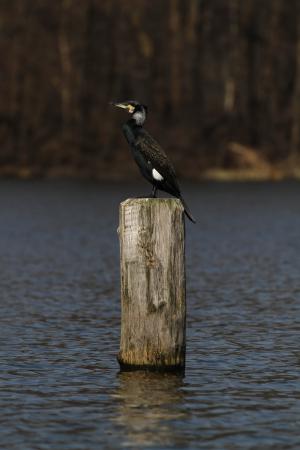 Kormoran im Kleine See
